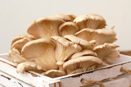 Edible Mushroom Types Image